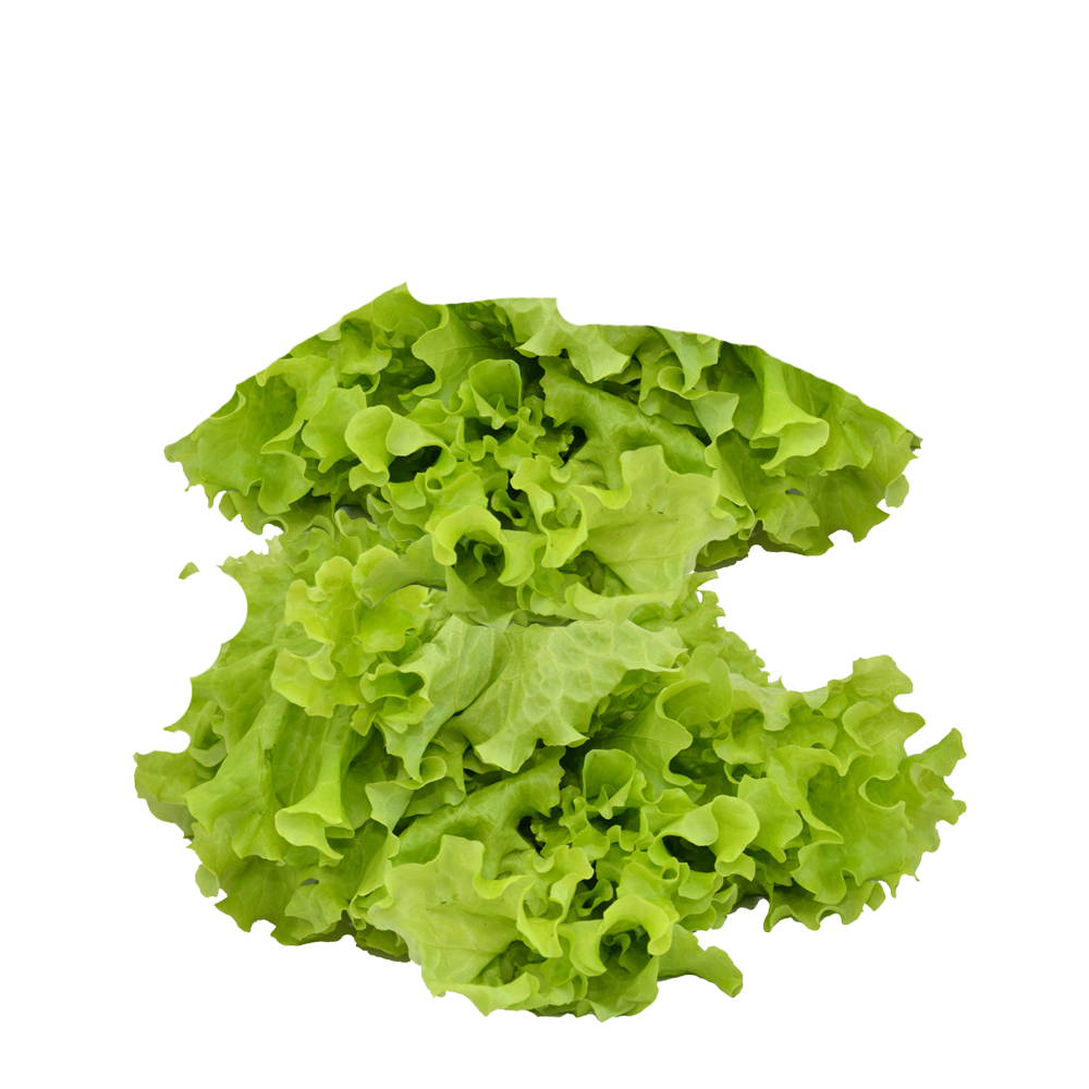 lettuce