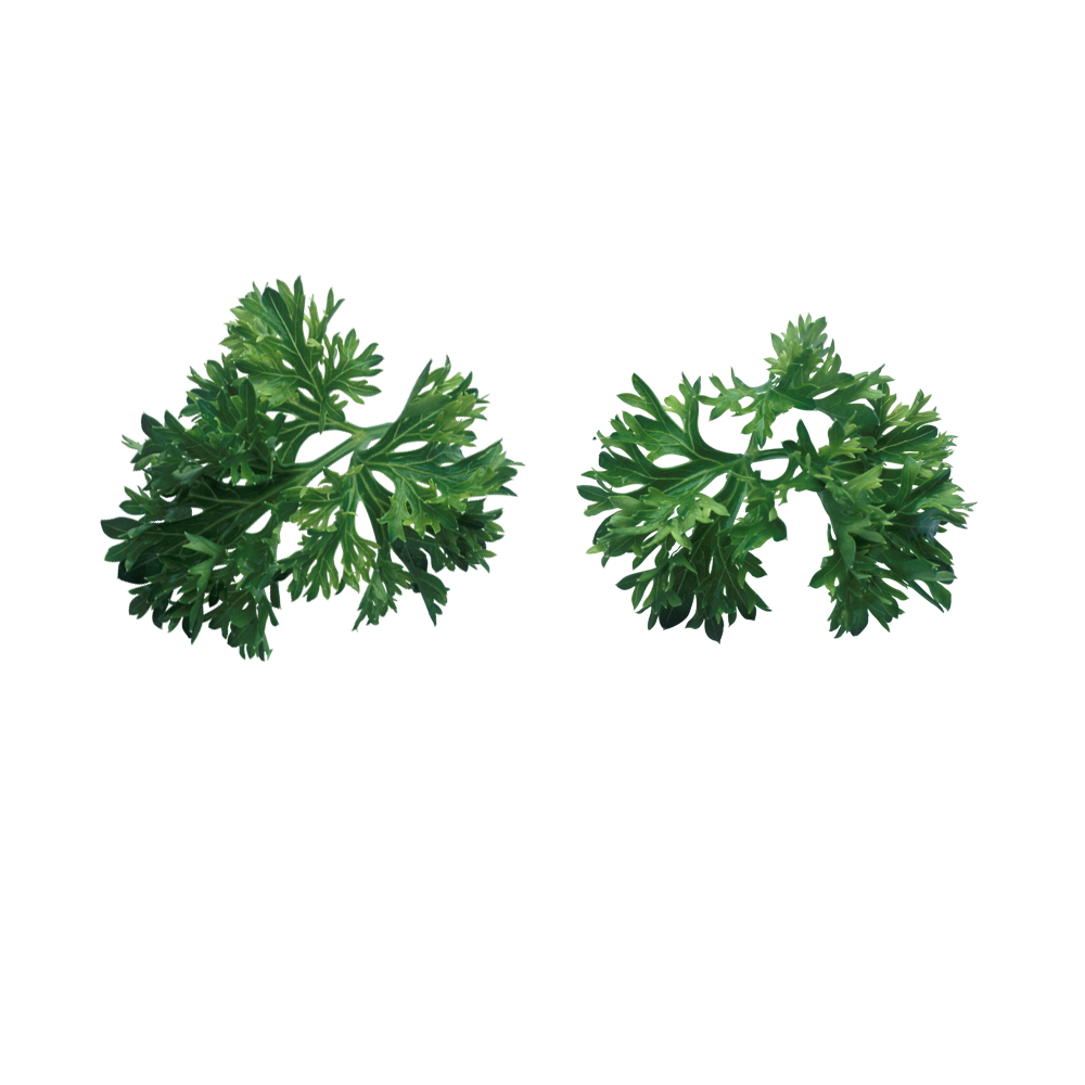 parsley